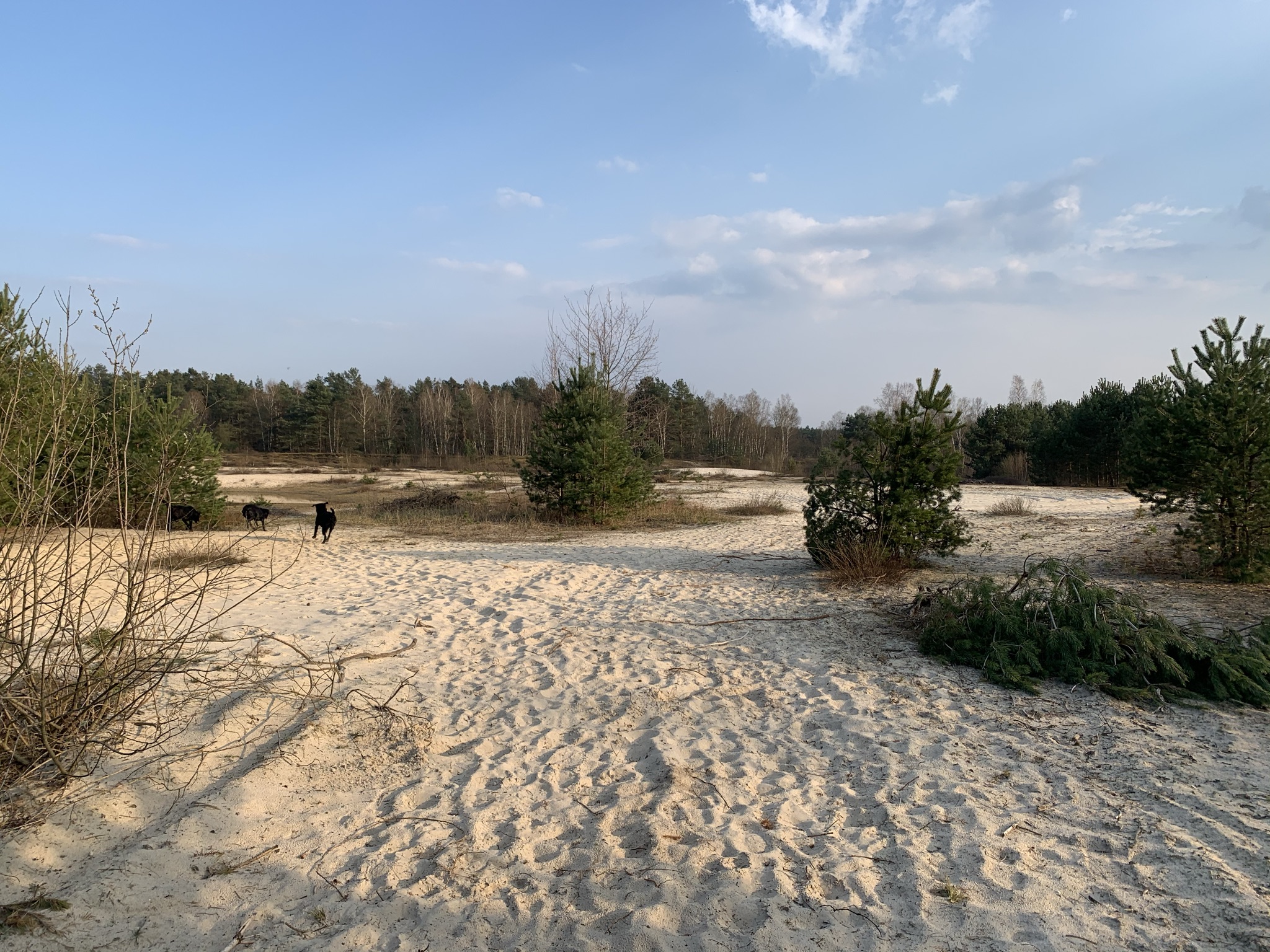 Sanddünen mit Kiefern Nordrhein-Westfalen