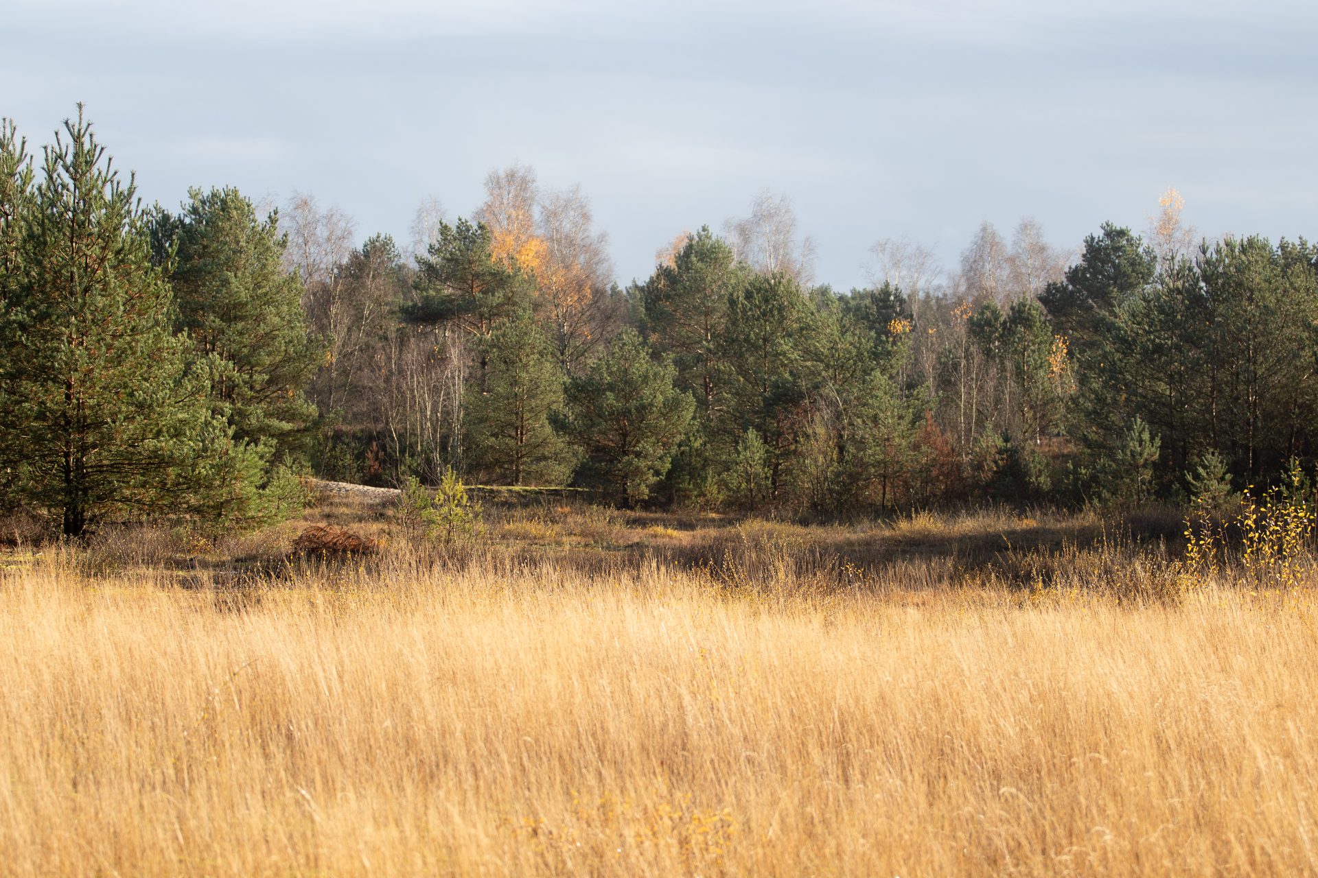 Herbstliche Heidelandschaft Nordrhein-Westfalen