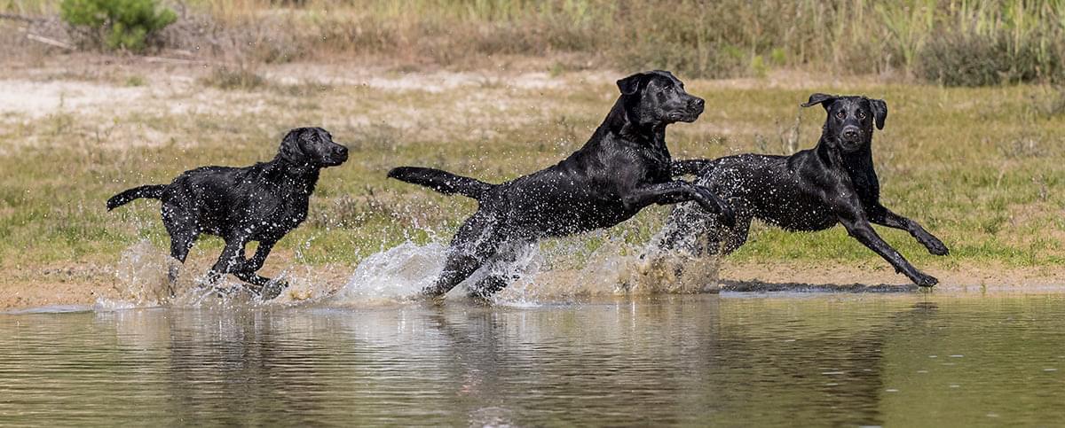 Workout Dogs Startseite
