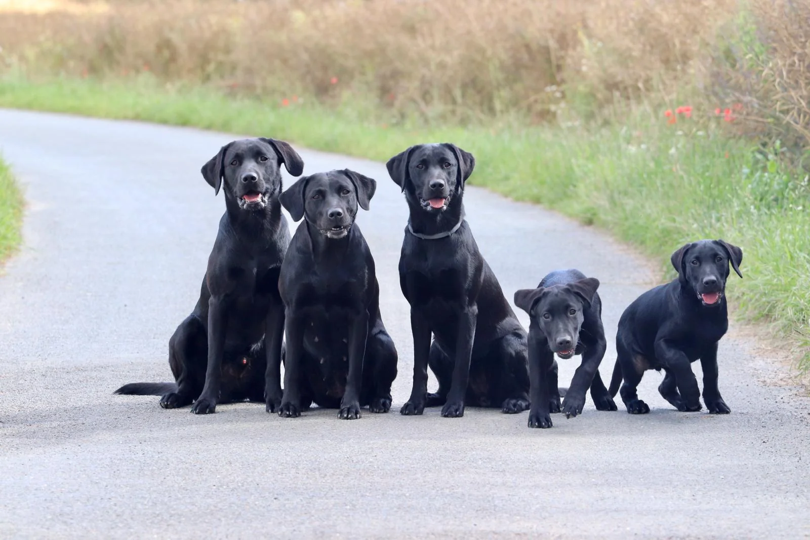 Training Schnupperer