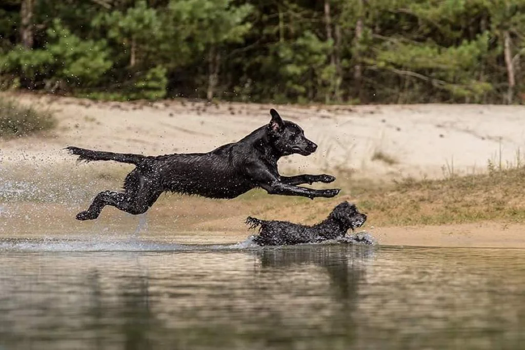 AFO Training