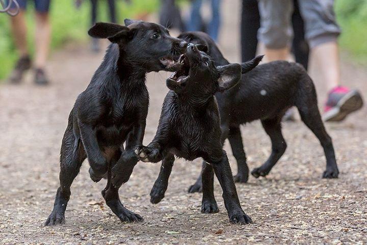 Labrador Welpen beim Spielen