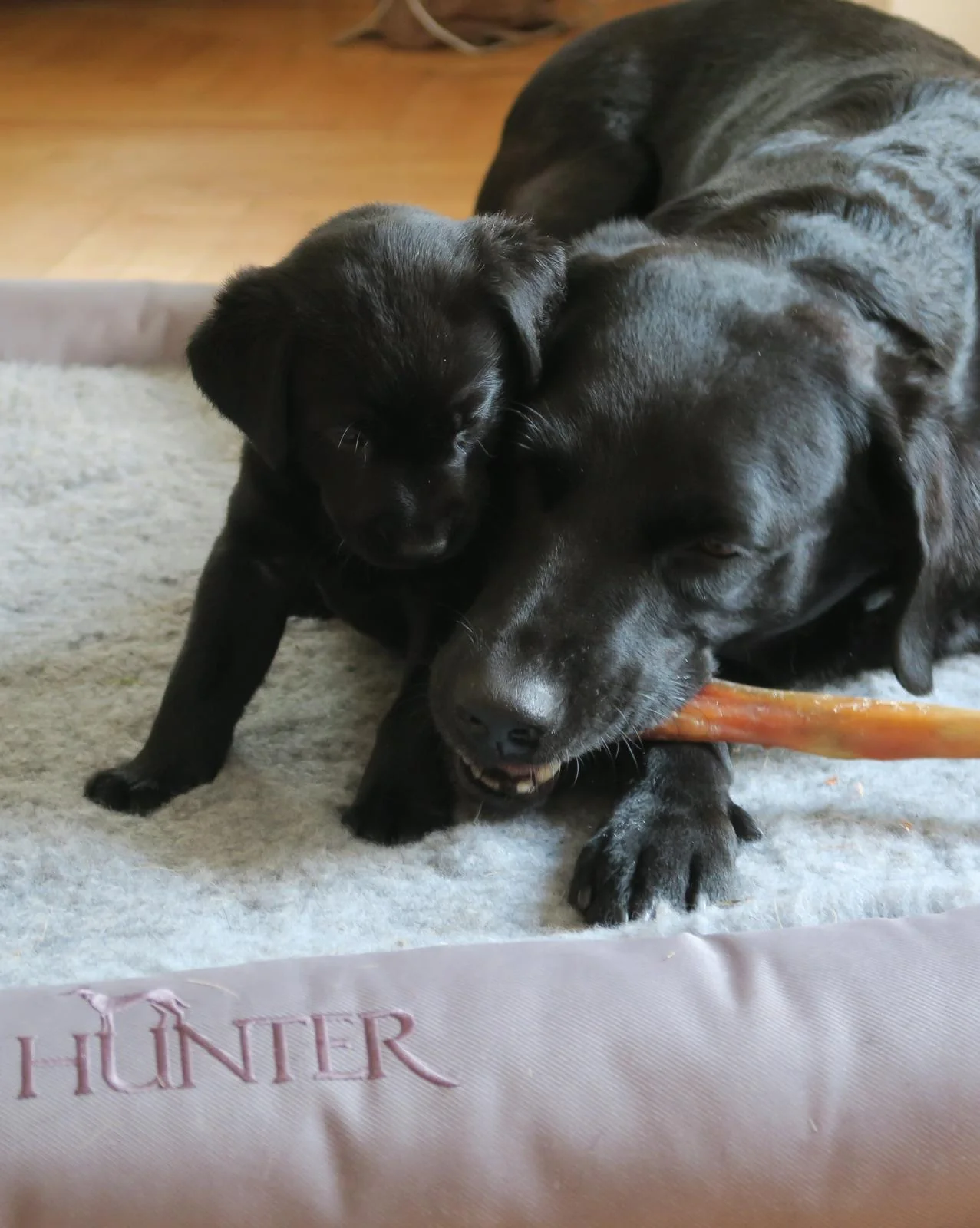 Labrador Welpe mit Mutter
