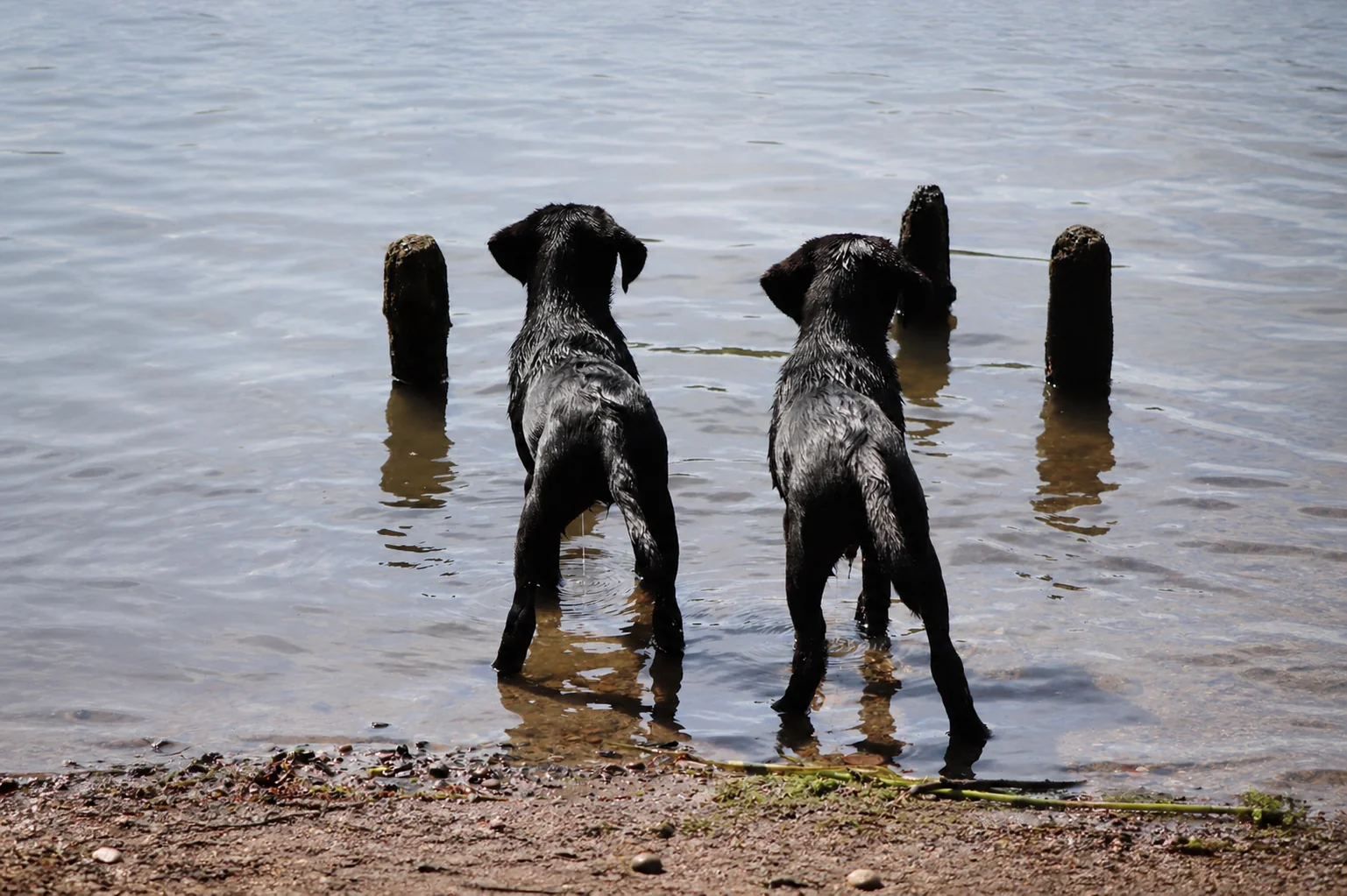 Workout Dogs Zucht