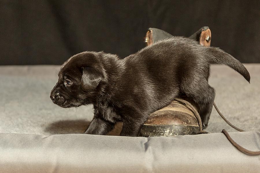 Labrador Welpe